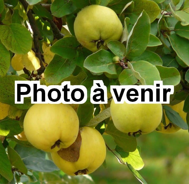 Cognassier Photo à venir