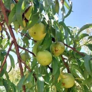 Brugnon Blanc peach tree