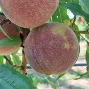 Pêcher Sanguine du lot et Garonne