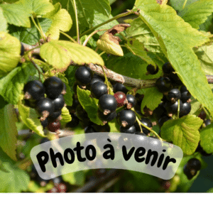 Géant de Boskoop blackcurrant bush - AB