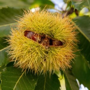 Bouche de Bétizac chestnut tree