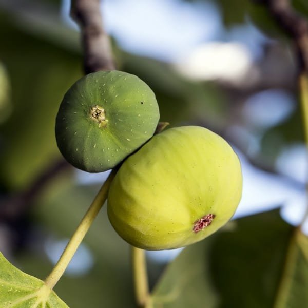 Goutte d'Or fig tree