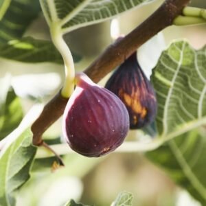 Noir de Caromb fig tree