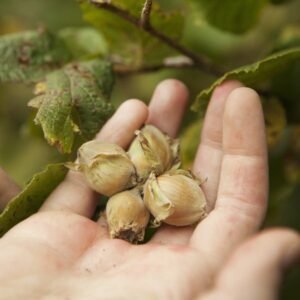 Corabel hazelnut tree