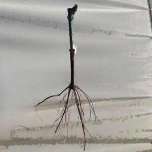 Grafted vine, graft union healed