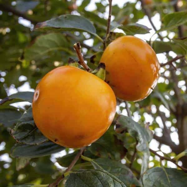 Kaki Fuyu, variété non astringente dite kaki pomme, cultivé en agriculture biologique