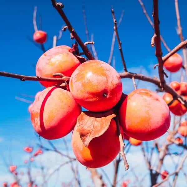 Kaki plaqueminier Rojo Brillante, variété astringente à gros fruits
