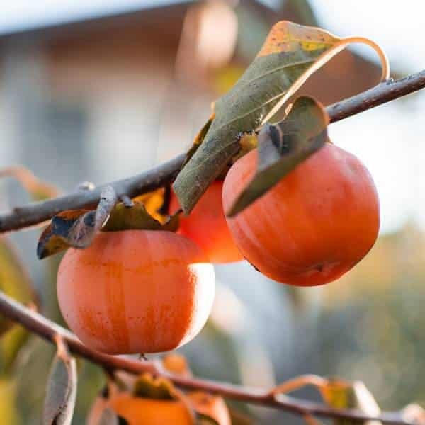 Kaki pomme prêt à être consommé, chair ferme et sucrée