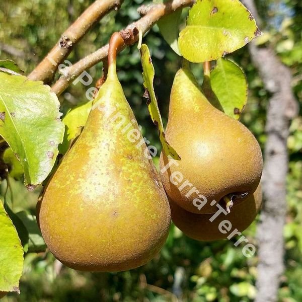 Poirier Williams, poire d'été fondante et parfumée, cultivée en agriculture biologique