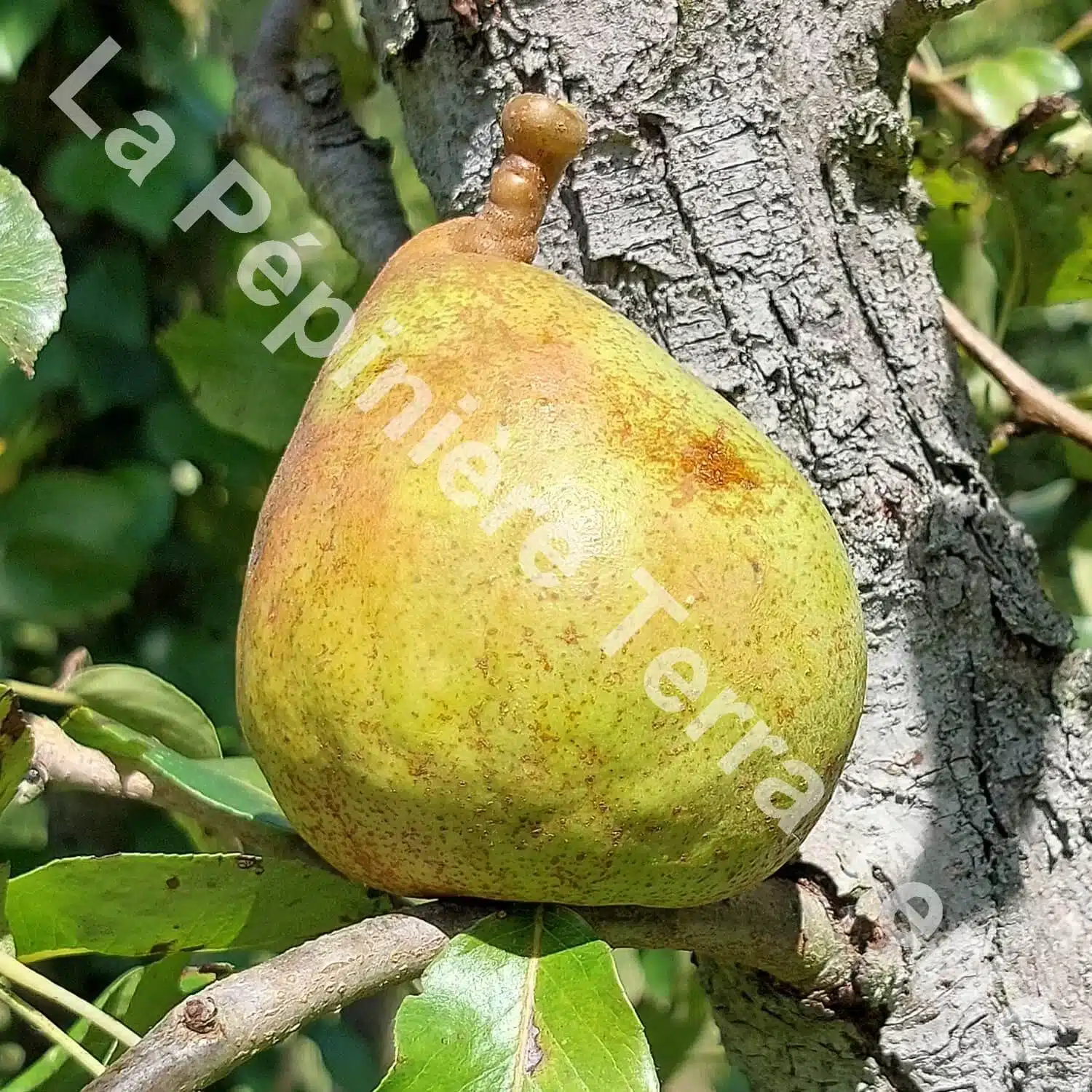Poirier Doyenné du Comice, poire de table d'exception, cultivée en bio