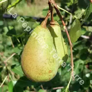 Poirier Poire Curé, variété ancienne de conservation hivernale